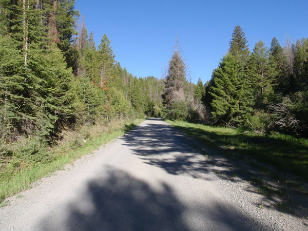 Dense greenery along what I think is called Divide Creek.